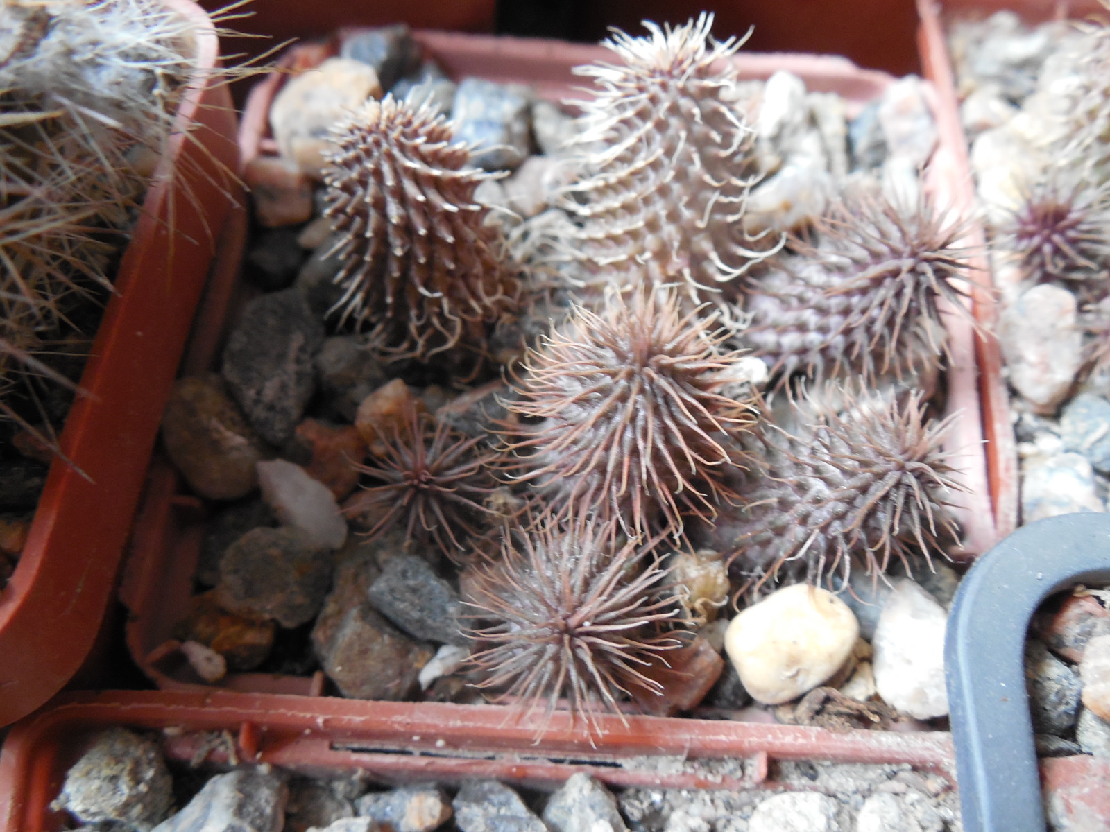 Huernia phillansii