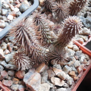 Huernia phillansii