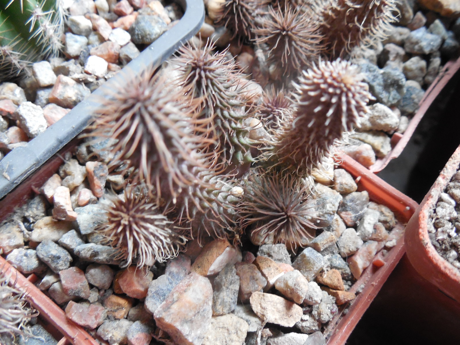 Huernia phillansii