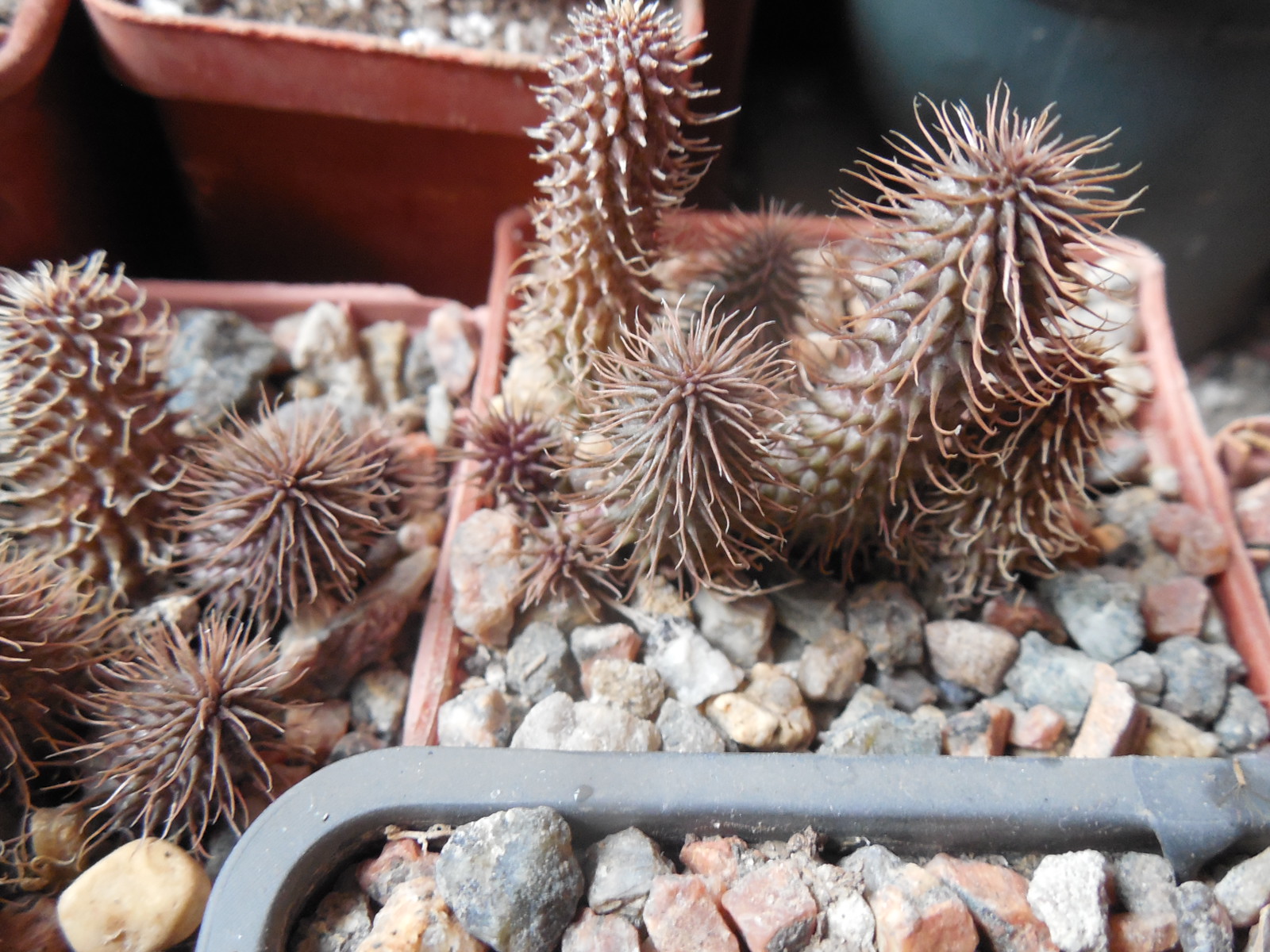Huernia phillansii