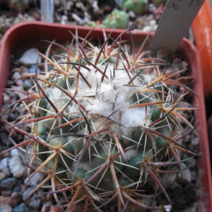 Coryphantha pallida SB 568 - MG -