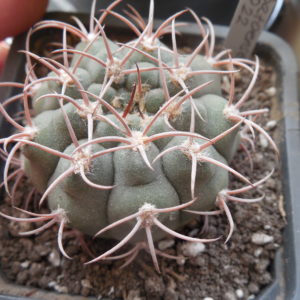 Gymnocalycium ambatoense P 22