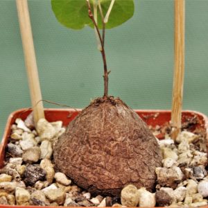Dioscorea-elephantipes-D11