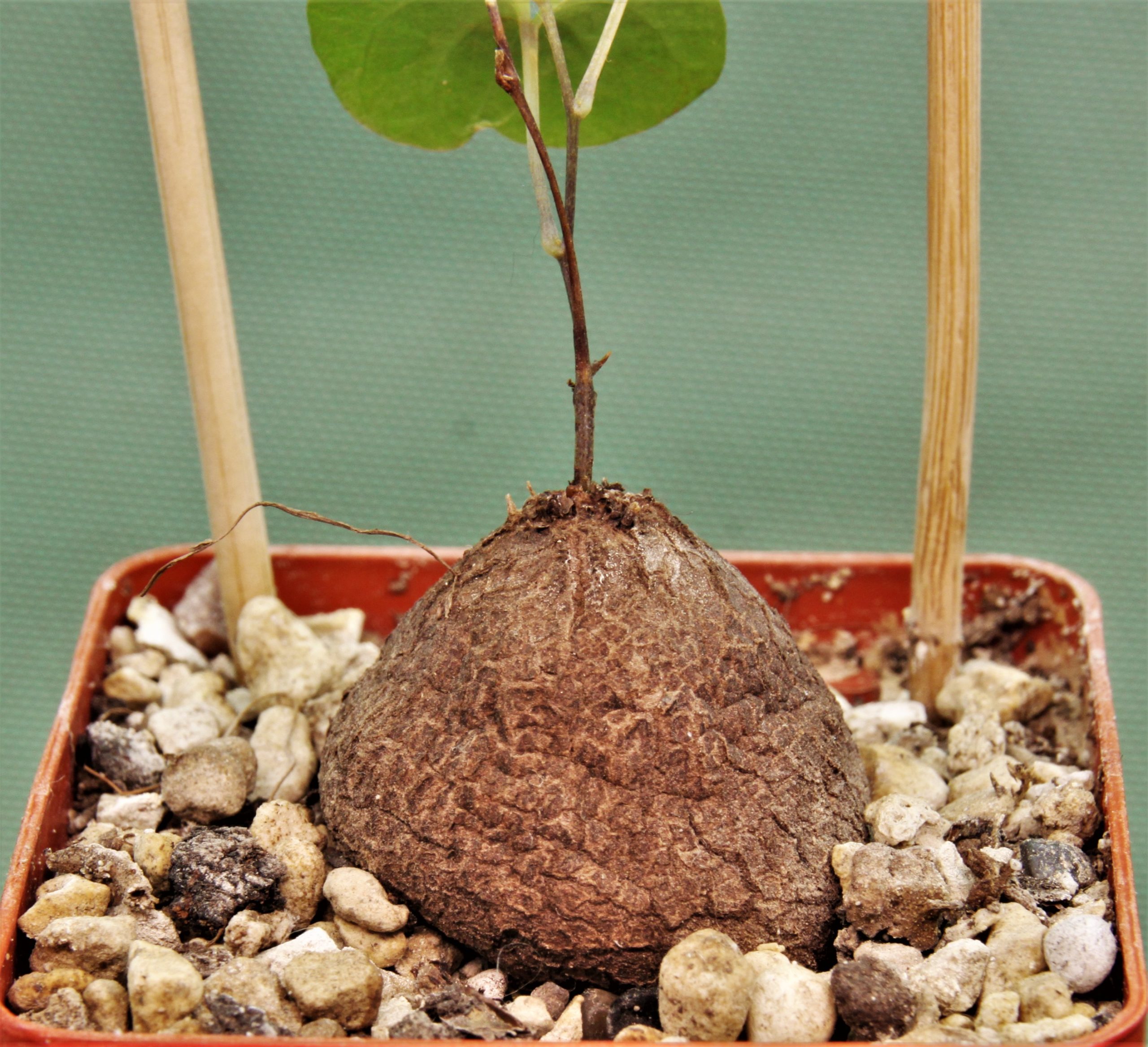 Dioscorea-elephantipes-D11
