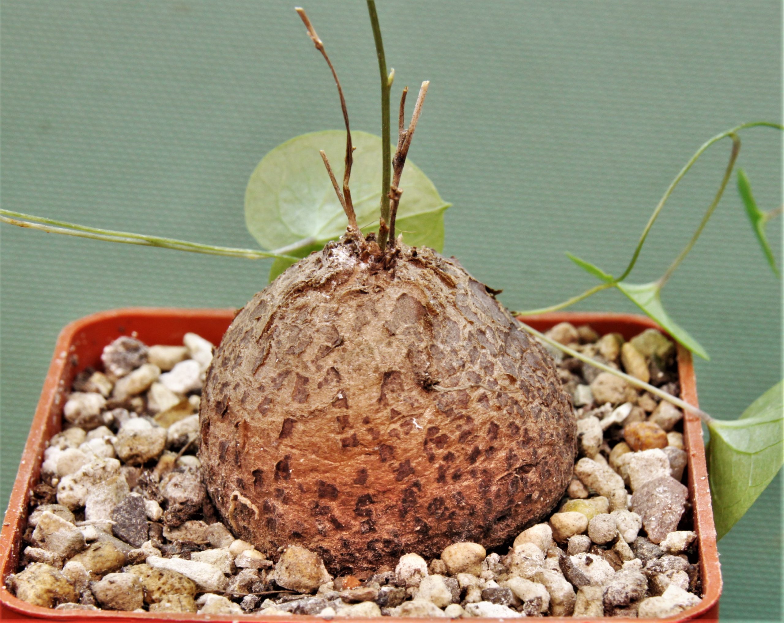 Dioscorea-elephantipes-D6.