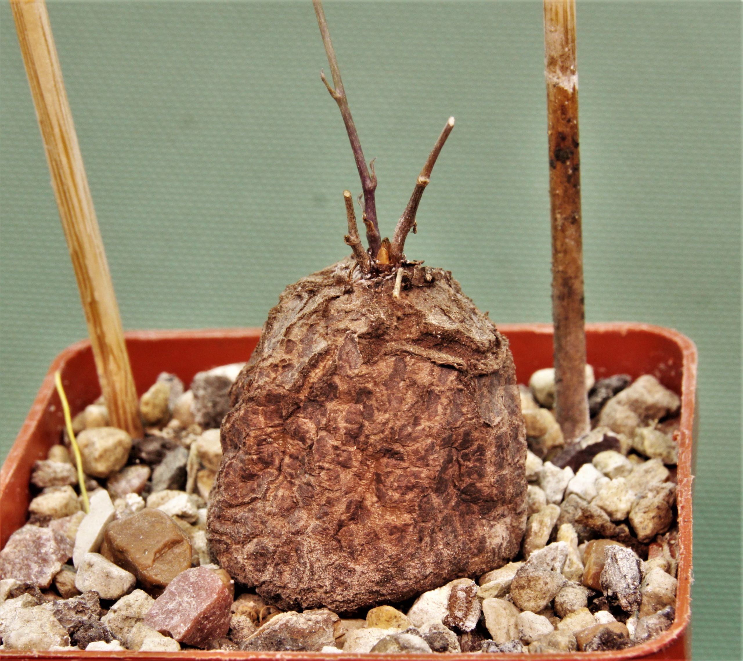 Dioscorea-elephantipes-D9