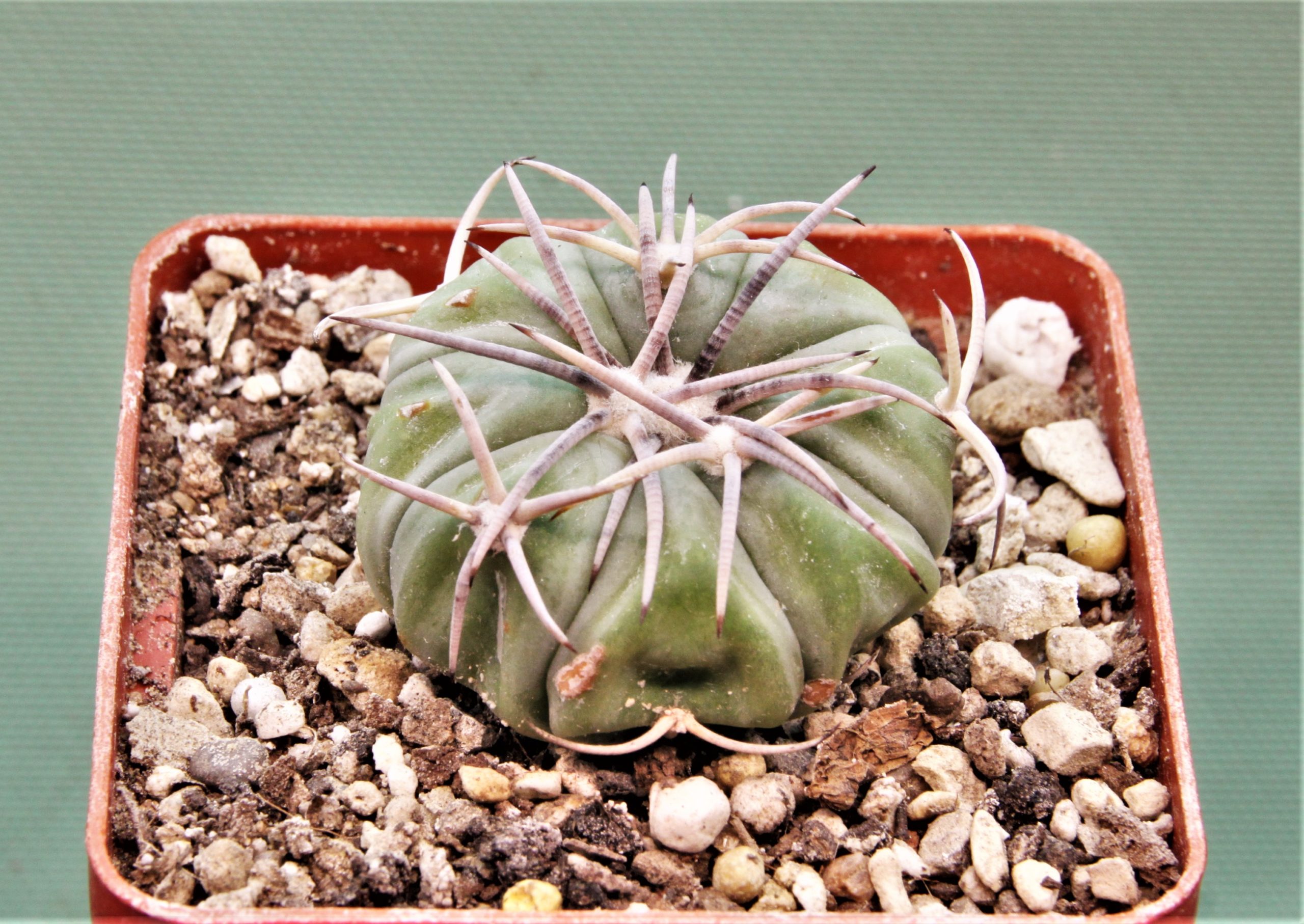 Echinocactus-horizonthalonius-El-Regueto-7