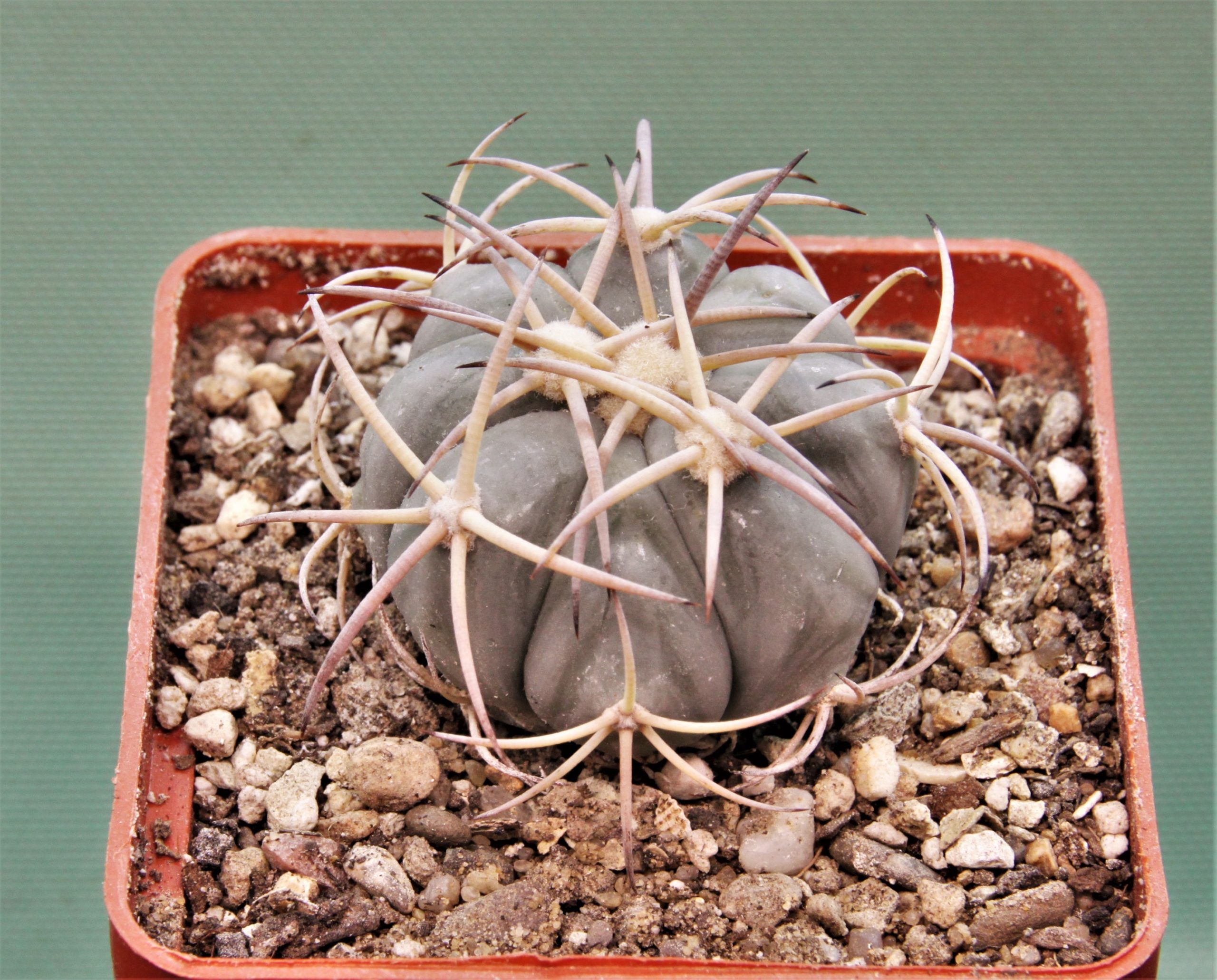 Echinocactus-horizonthalonius-MR-21-10