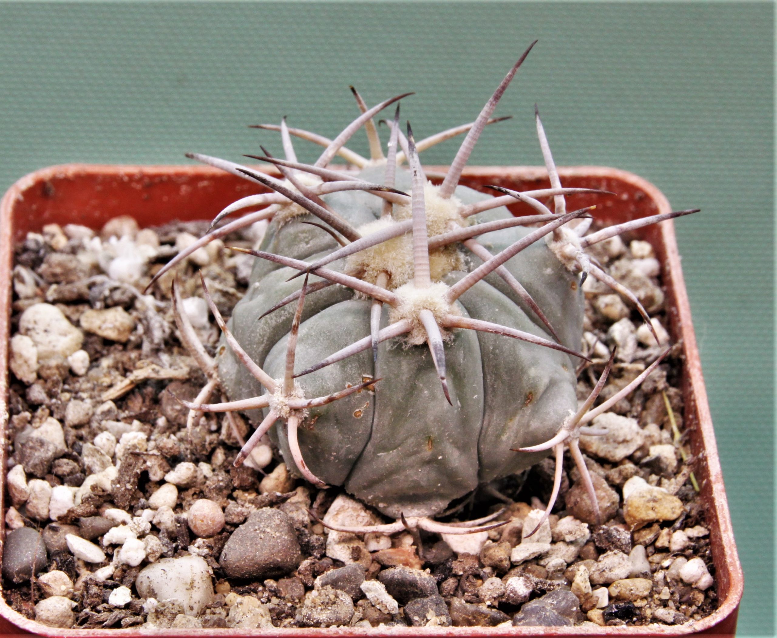 Echinocactus-horizonthalonius-MR-21-11