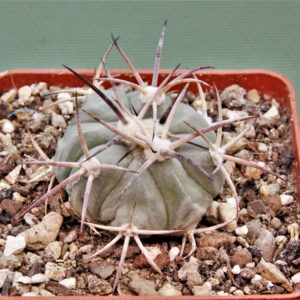Echinocactus-horizonthalonius-MR-21-12