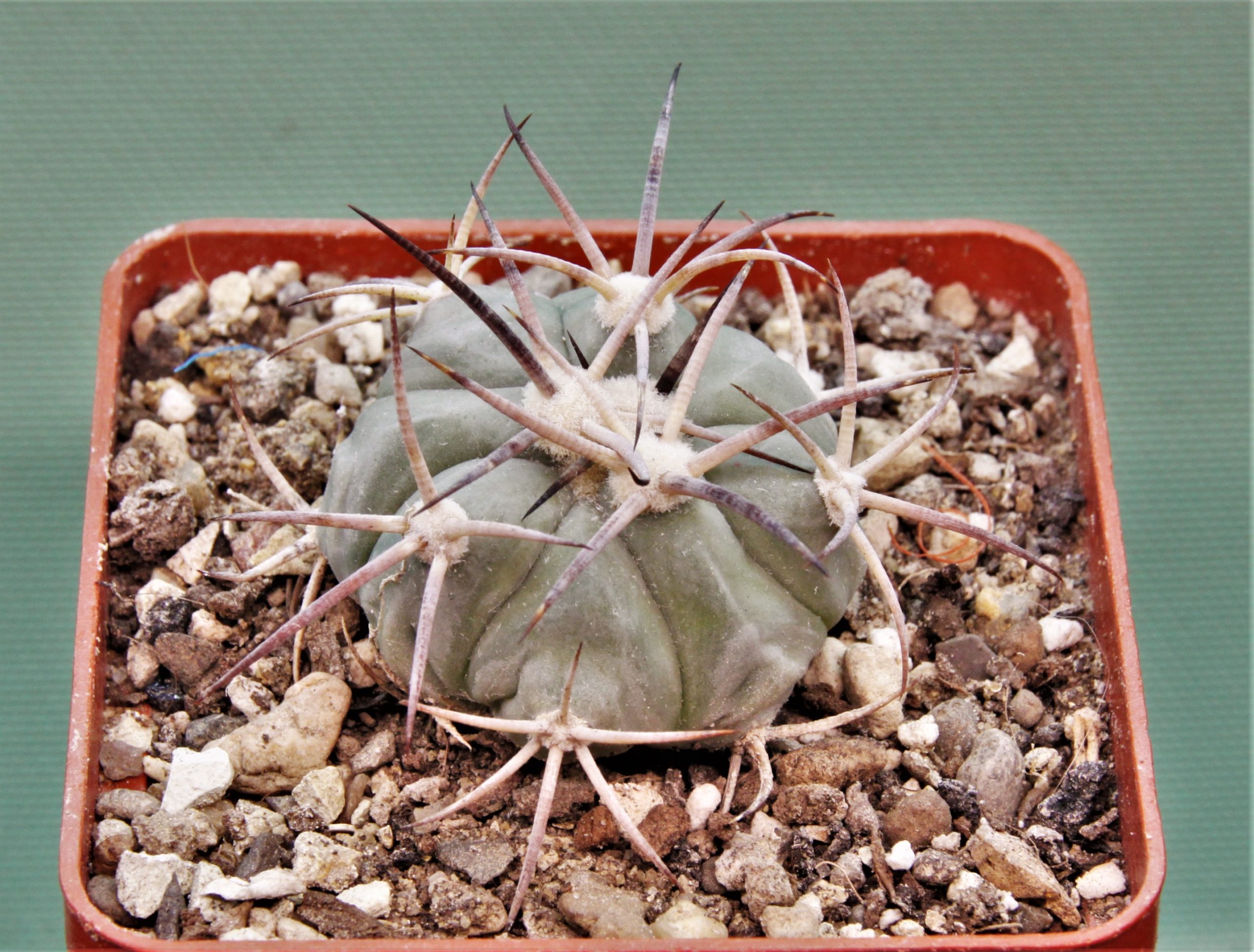 Echinocactus-horizonthalonius-MR-21-12