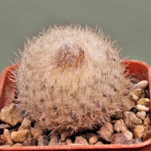 Epithelantha-micromeris-SB1327-1
