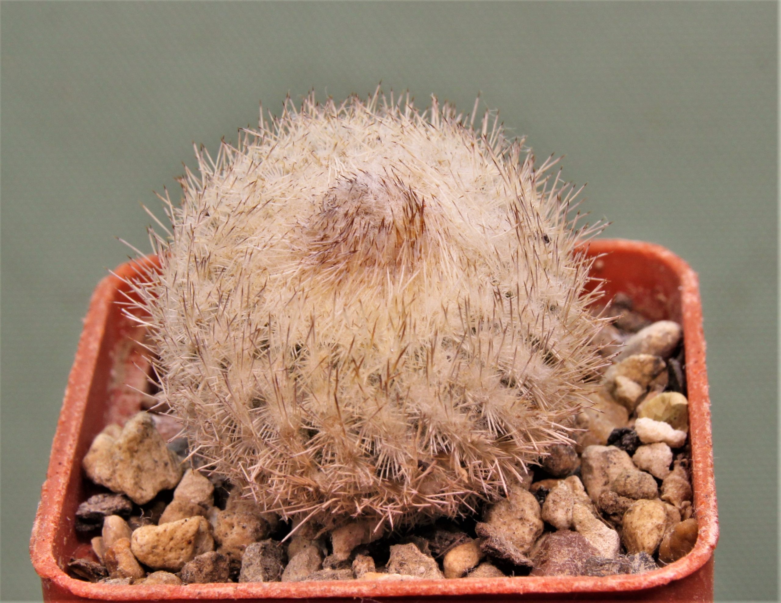 Epithelantha-micromeris-SB1327-1