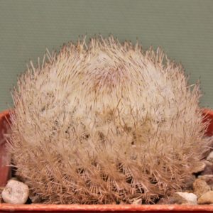 Epithelantha-micromeris-SB1327-3.