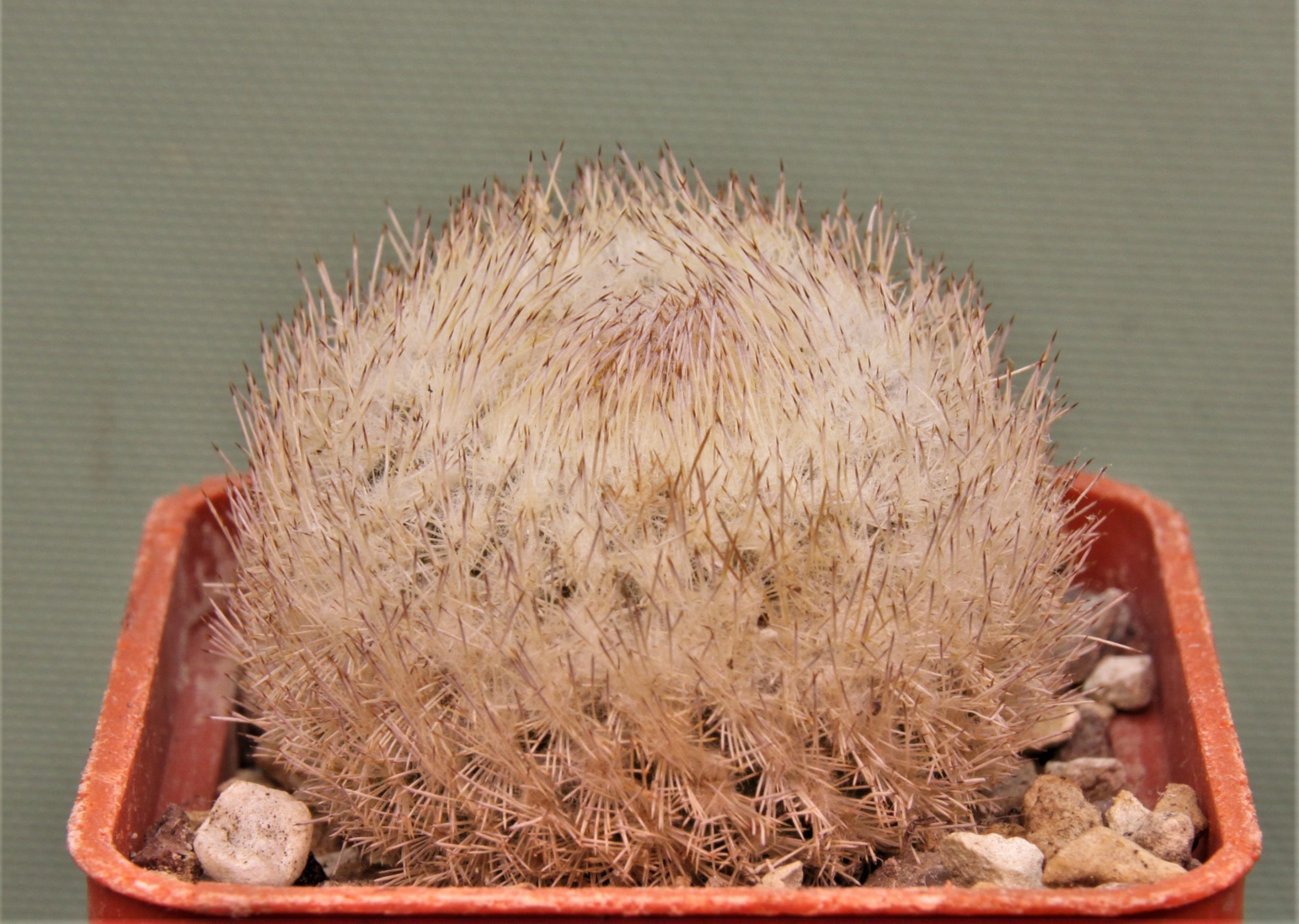 Epithelantha-micromeris-SB1327-3.