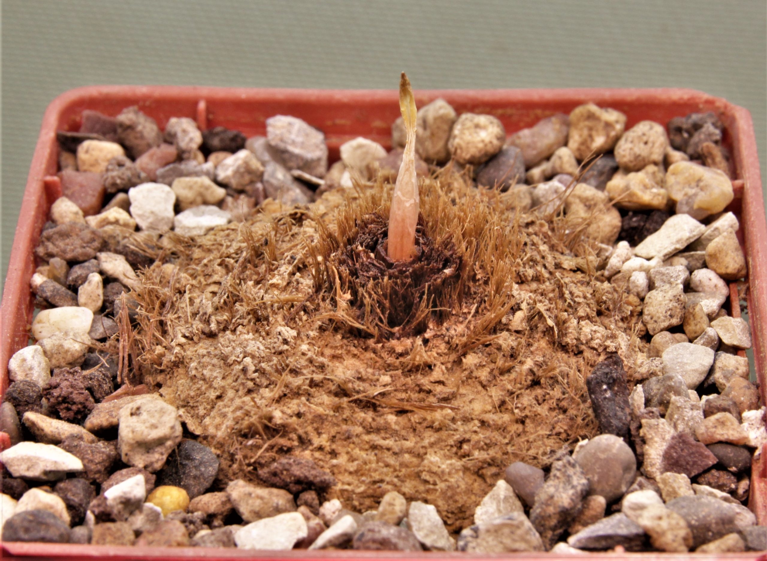Eriospermum-abyssinicum-single-leaf-robust-kipli-1