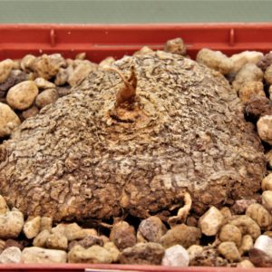 Eriospermum-abyssinicum-single-leaf-robust-kipli-2