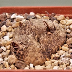 Eriospermum-aff.-kirkii-n.-ntcheu-malawi-1