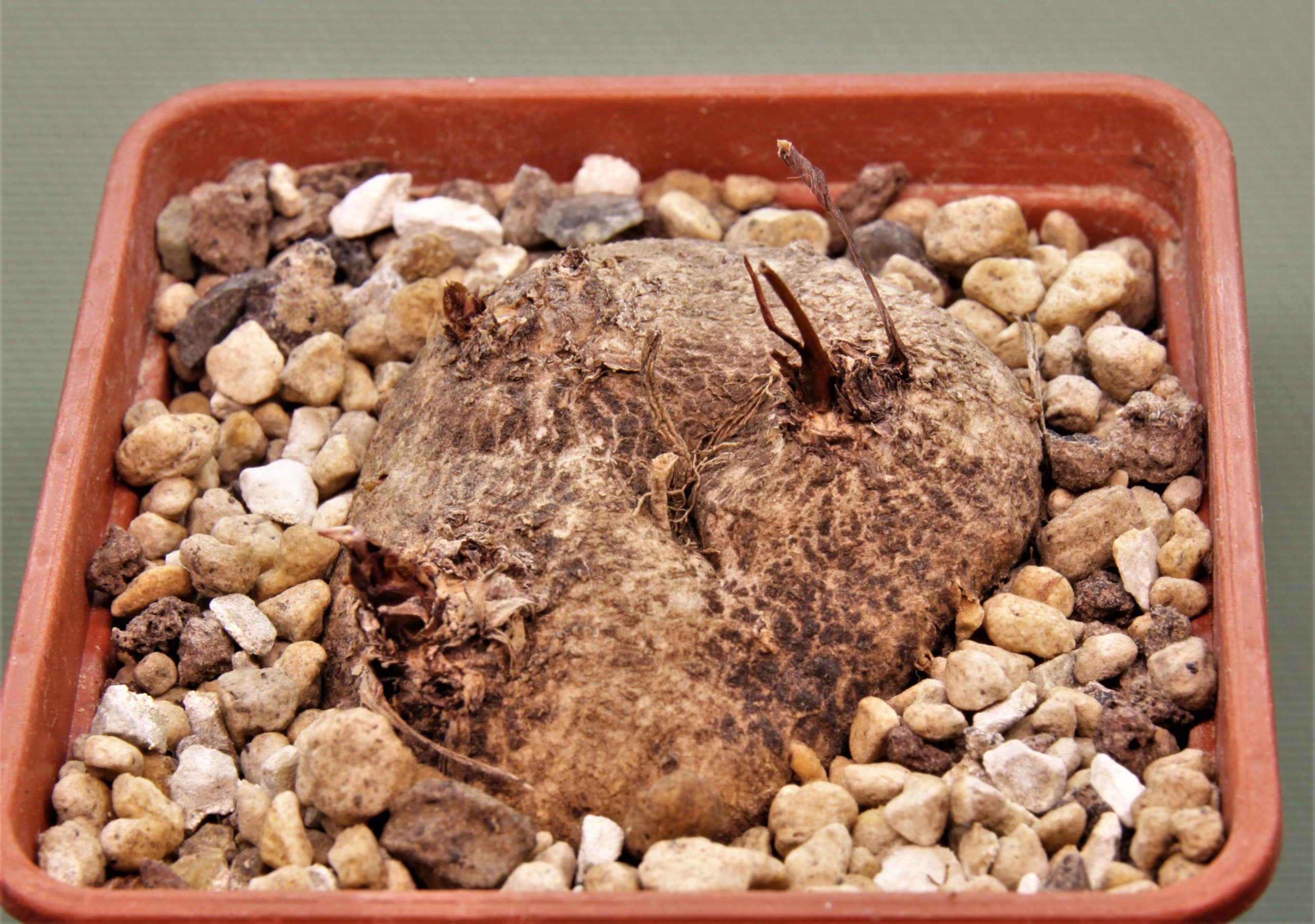 Eriospermum-aff.-kirkii-n.-ntcheu-malawi-1