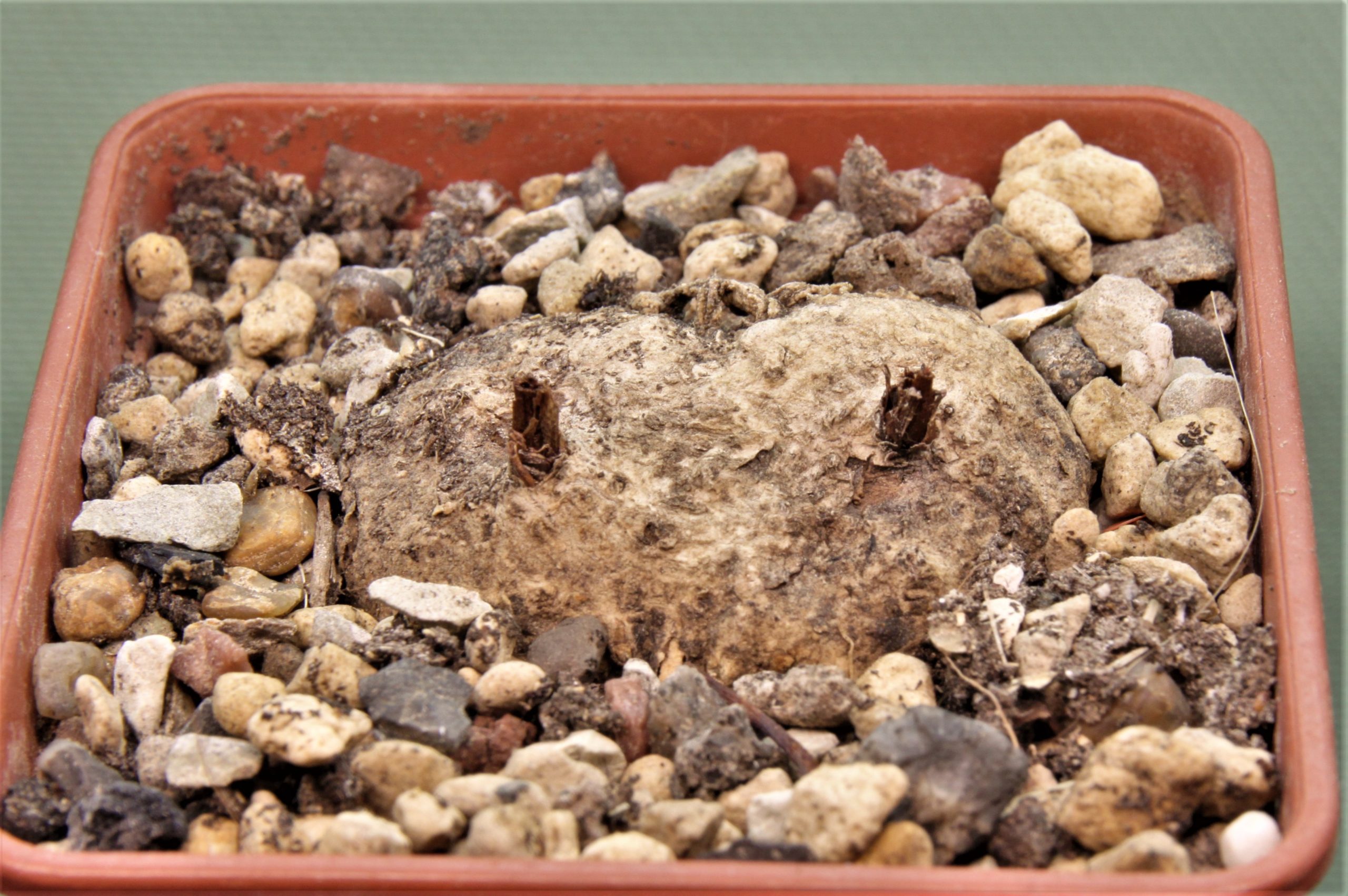 Eriospermum-aff.-kirkii-n.-ntcheu-malawi-2