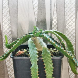 Euphorbia-stellata-1.