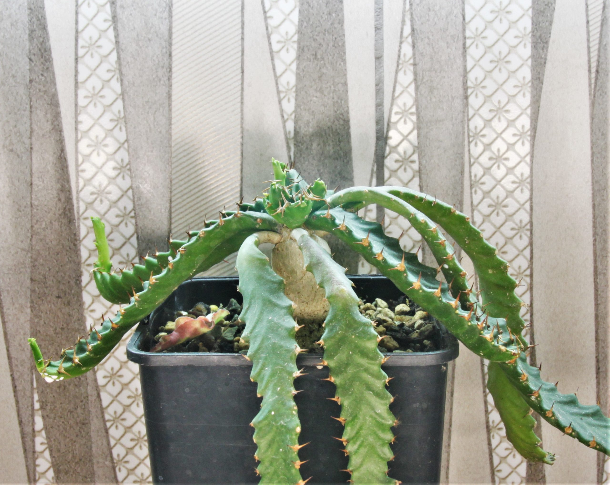 Euphorbia-stellata-1.