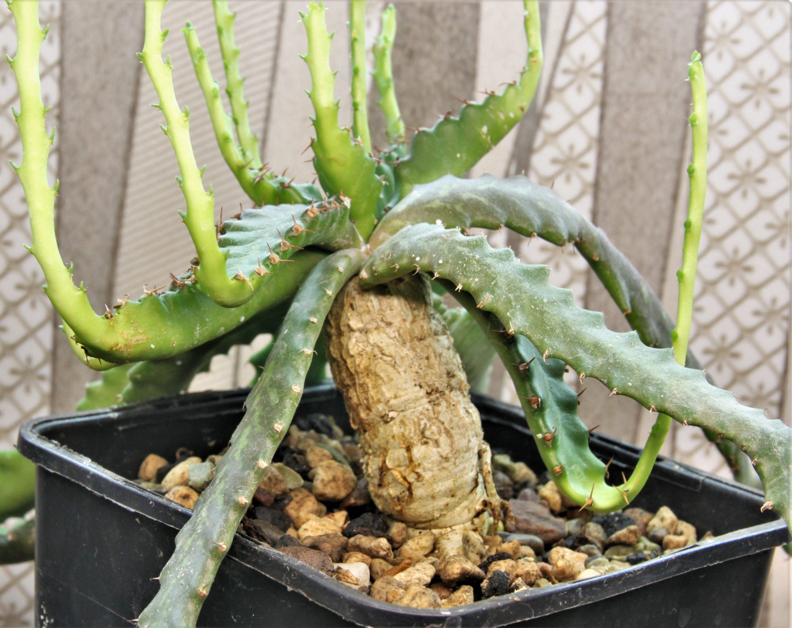 Euphorbia-stellata-2