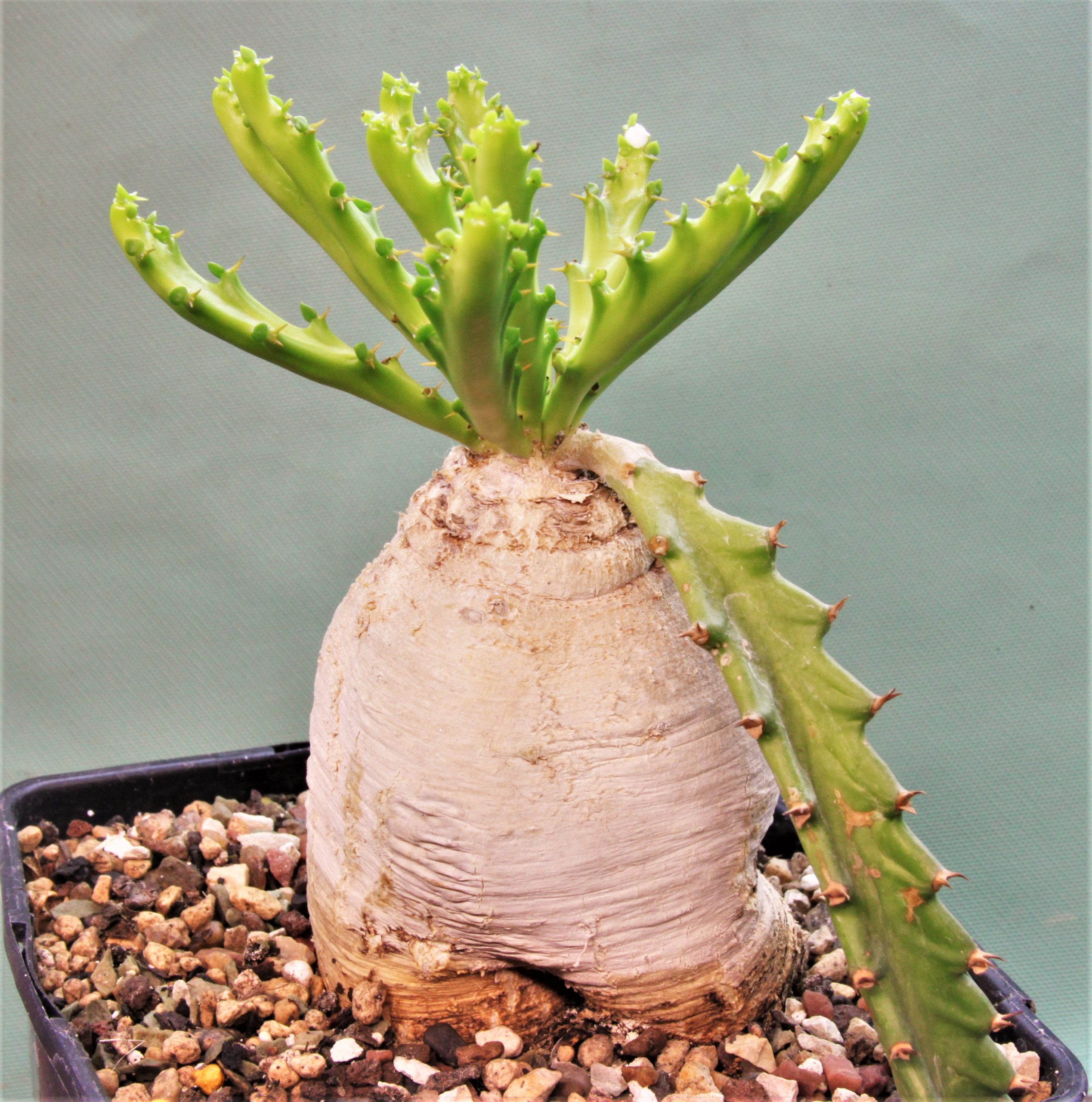 Euphorbia stellata. Кубик 13х13см. 3800грн