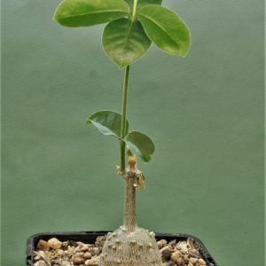 Fockea-edulis-2