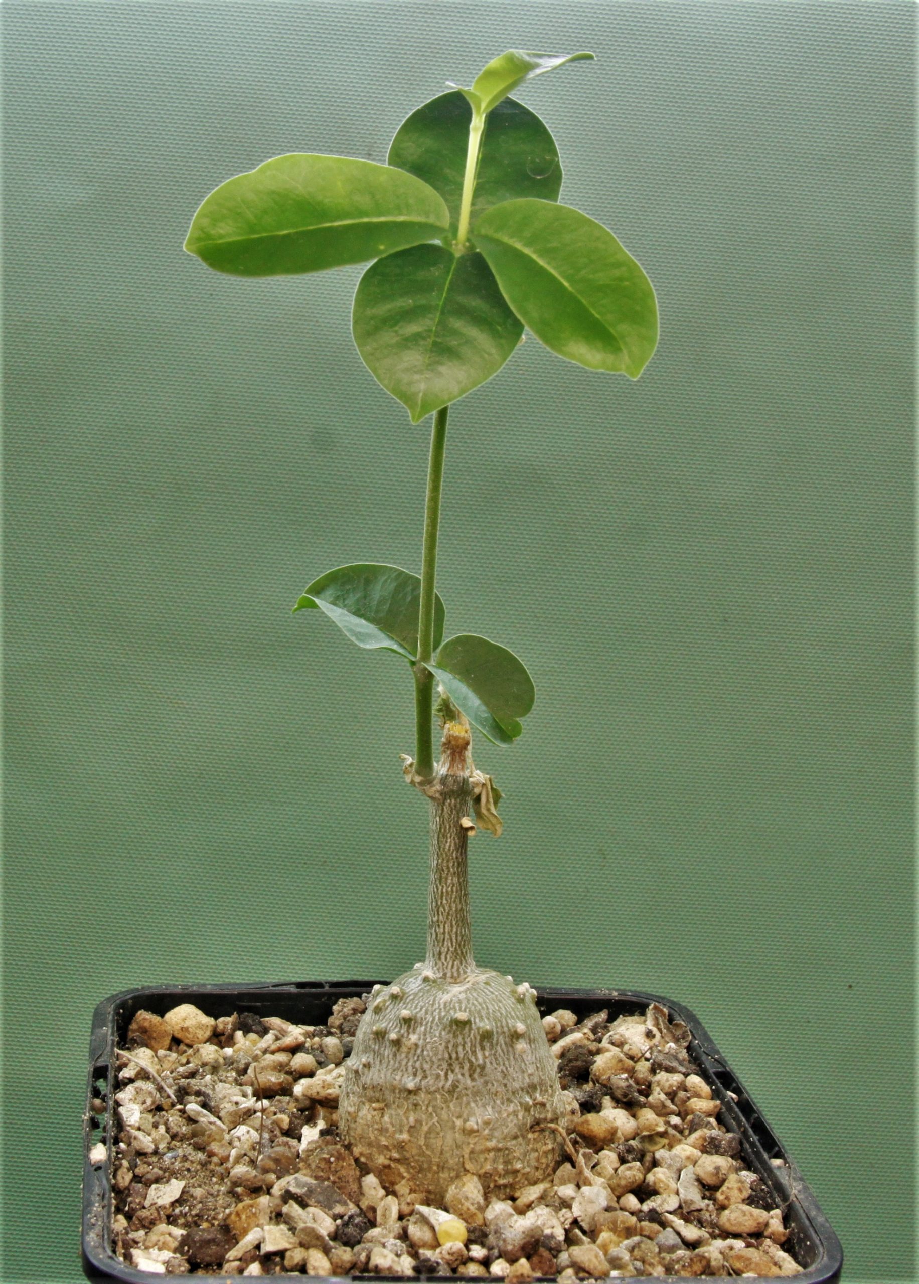 Fockea-edulis-2