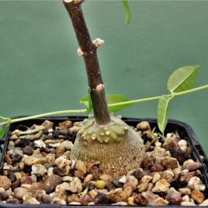 Fockea-edulis-3