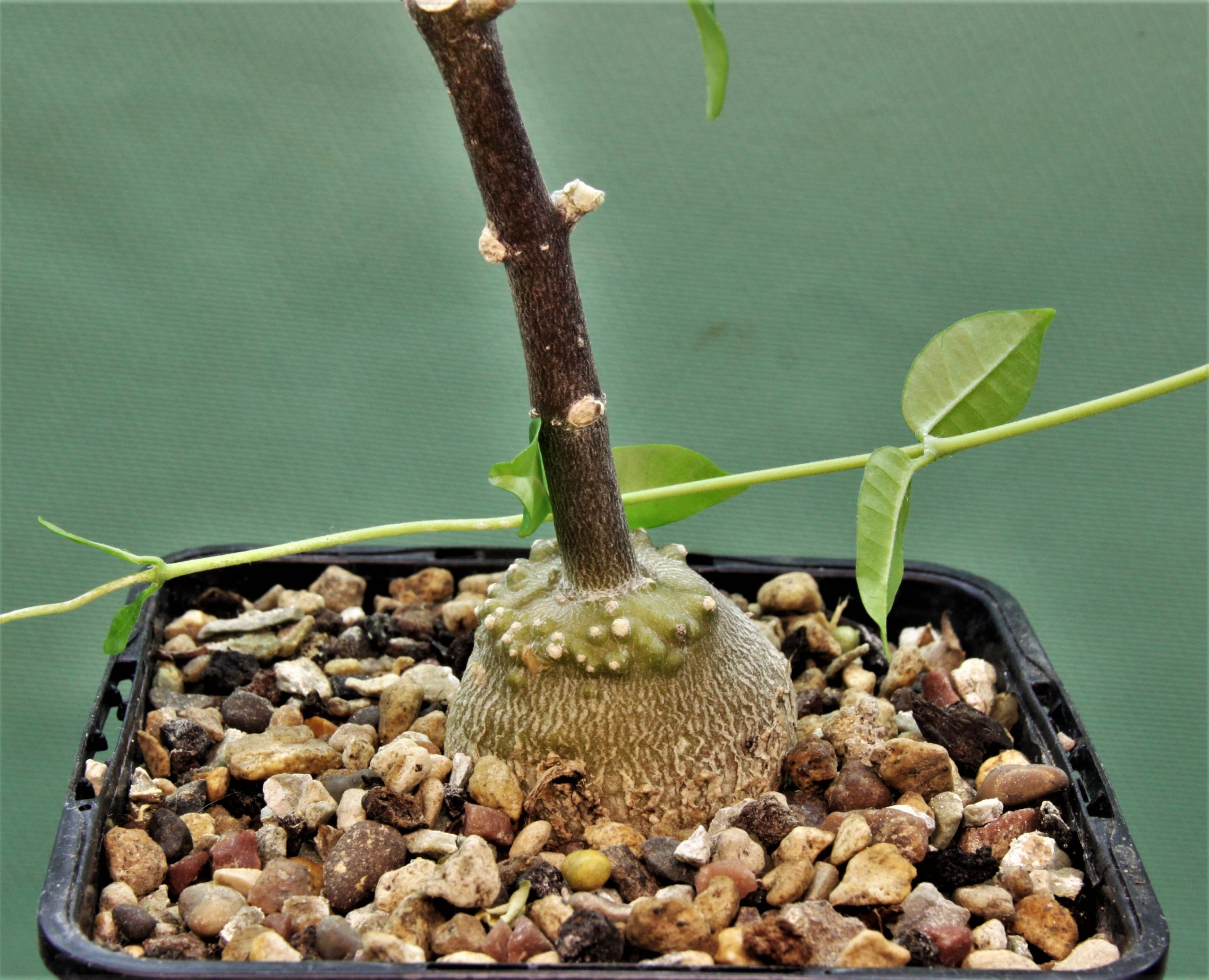 Fockea-edulis-3