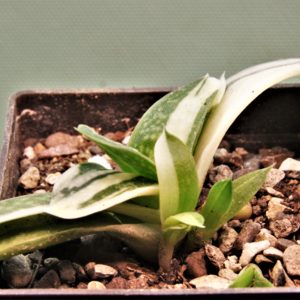 Gasteria-minima-f.-variegata-1