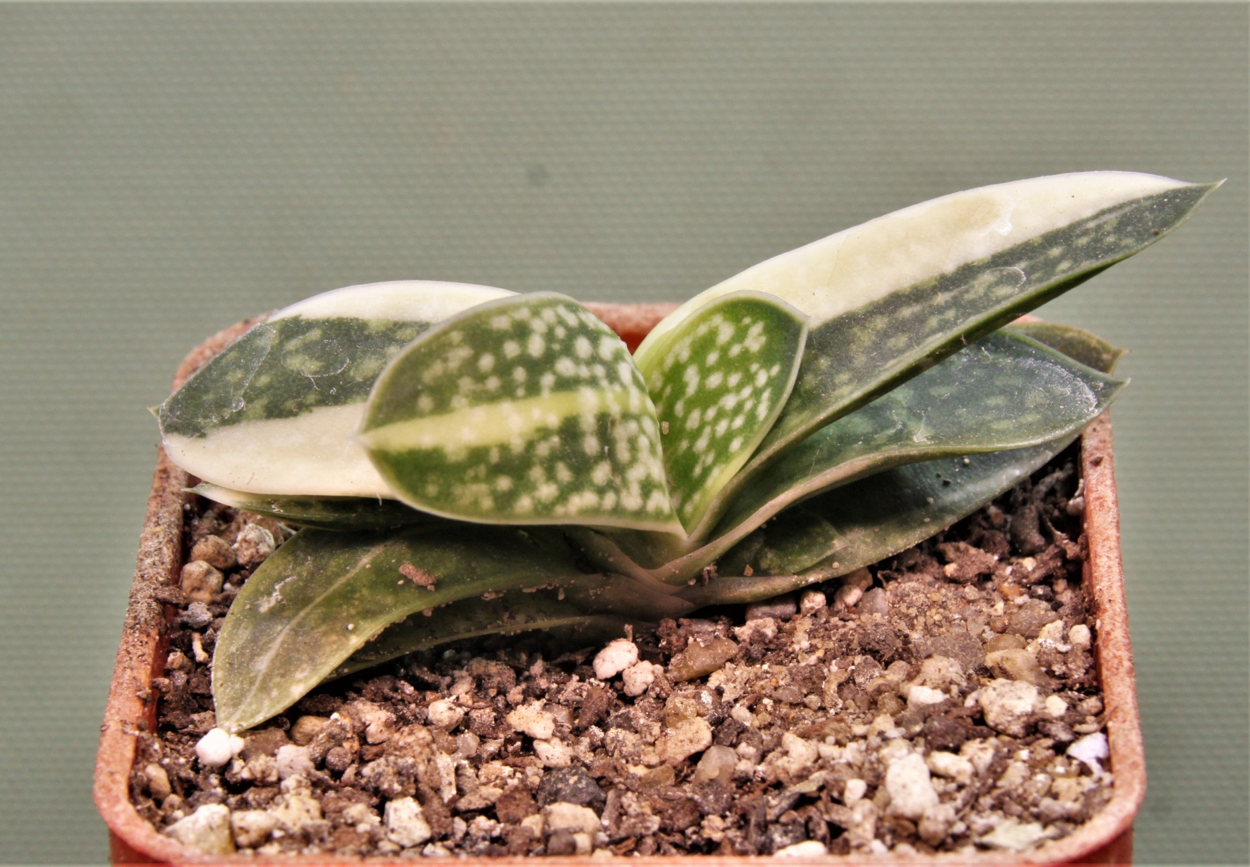 Gasteria minima f. variegata 1. Кубик 5х5см. 150грн.