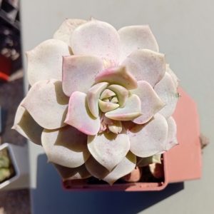 Graptoveria helios