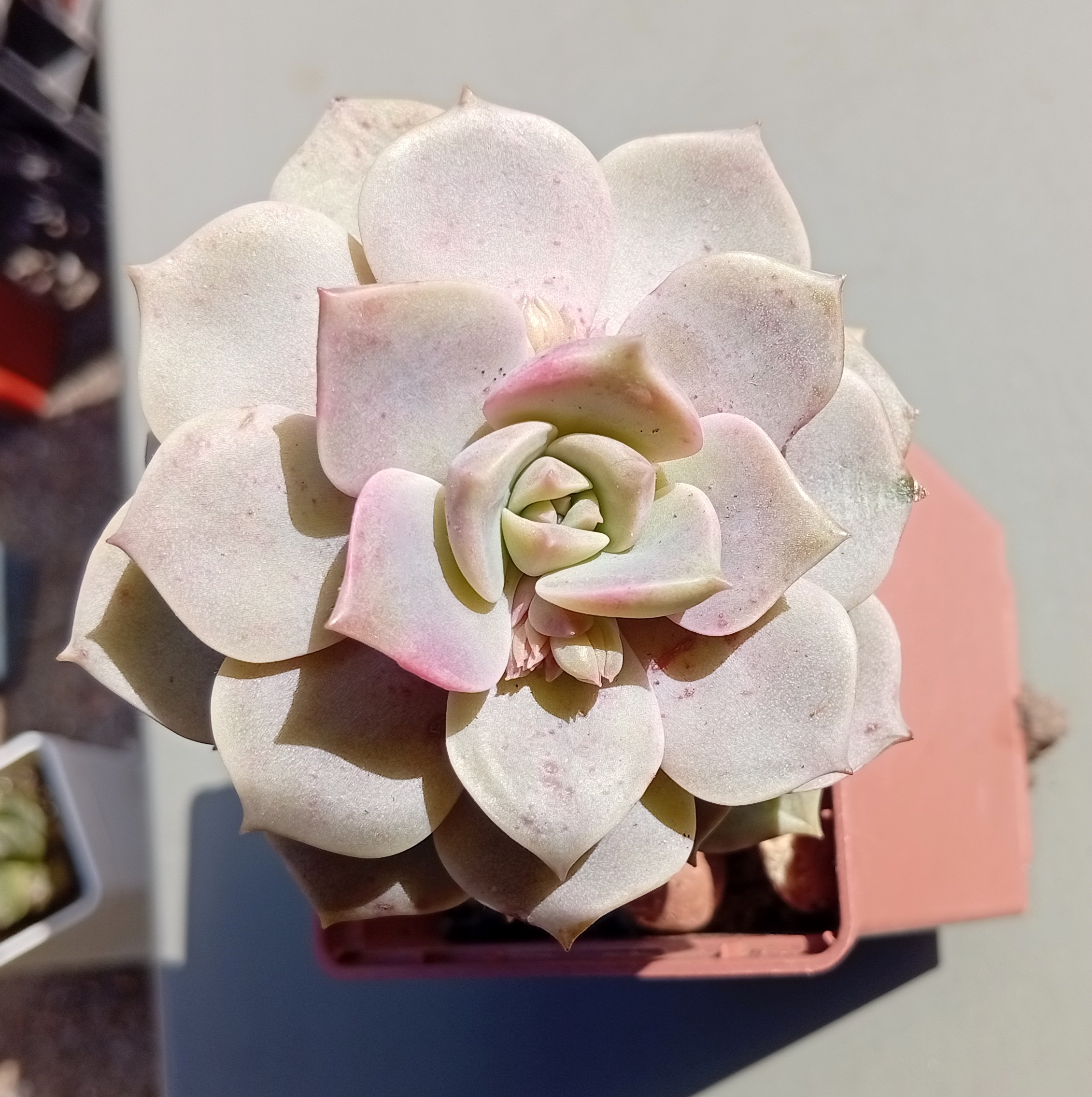 Graptoveria helios