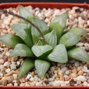 Haworthia  Bykuya-mutica