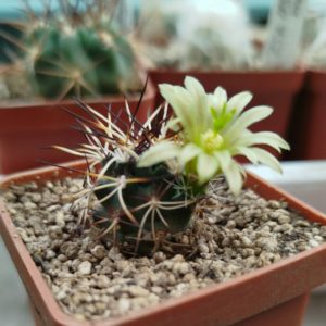 Echinocereus viridiflorus 'davisii' MG