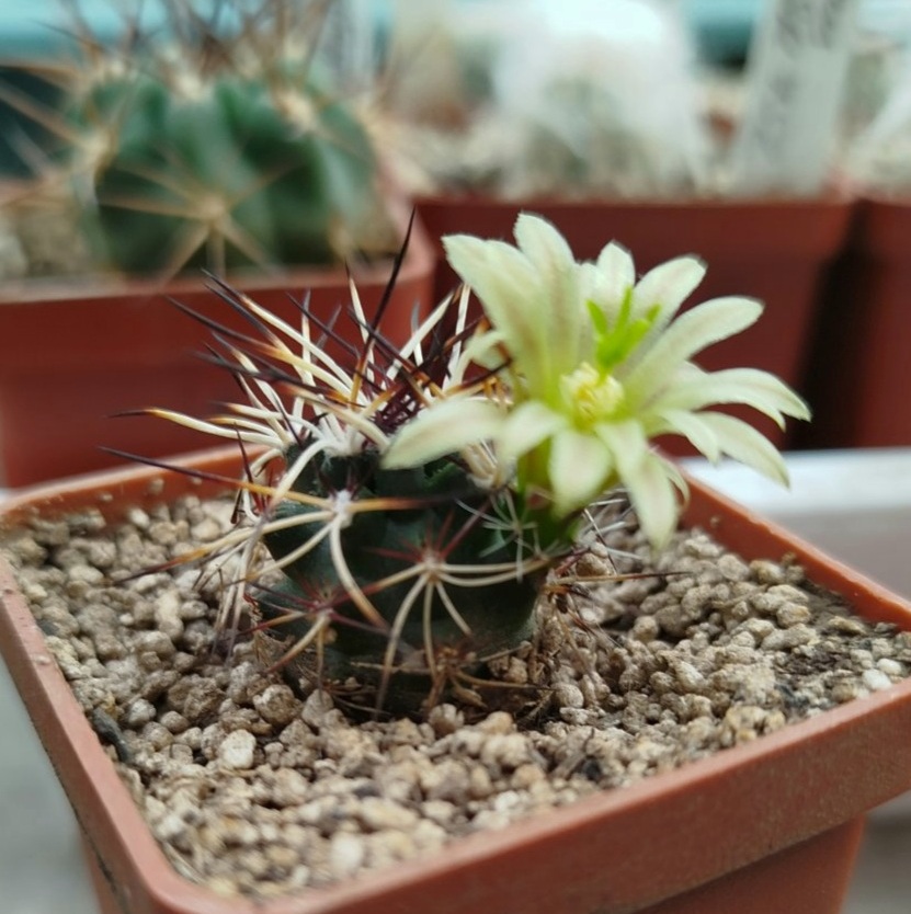 Echinocereus viridiflorus 'davisii' MG