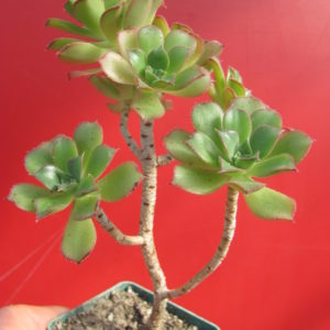 Aeonium