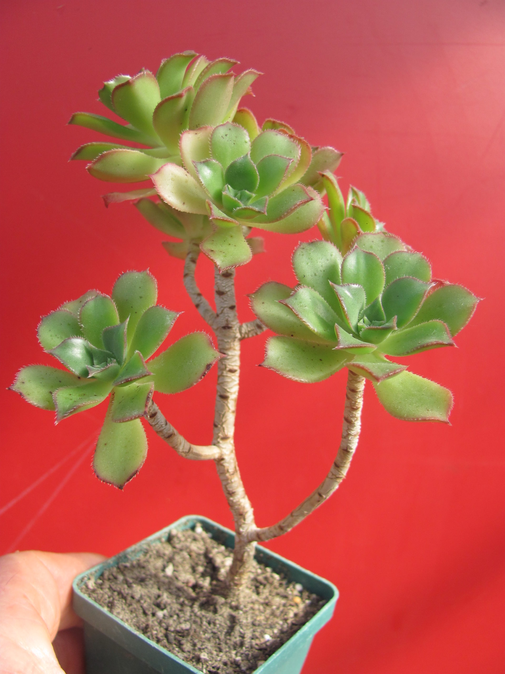 Aeonium