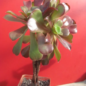 Aeonium Velour