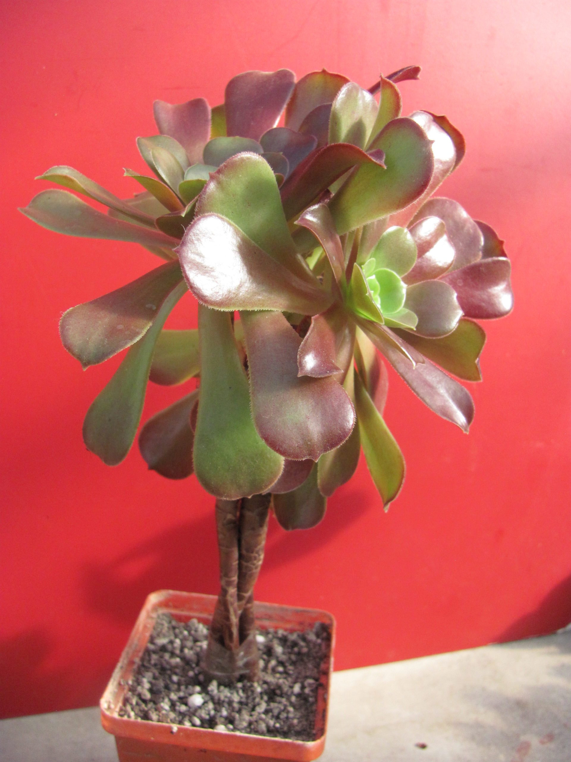 Aeonium Velour