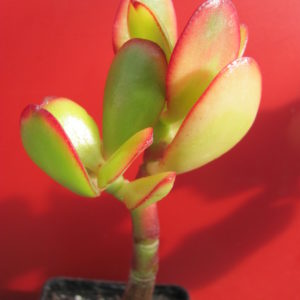 Crassula ovata