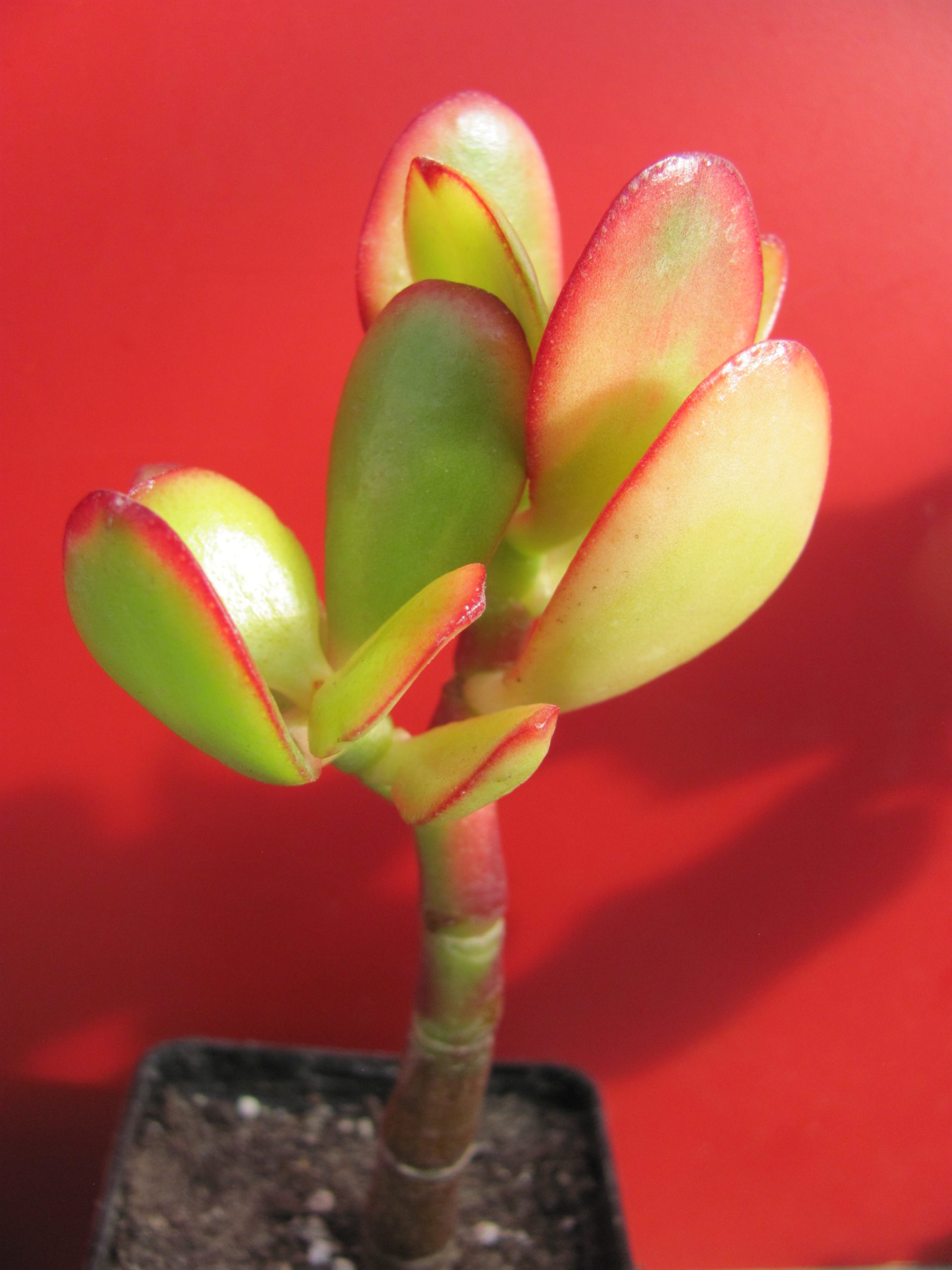Crassula ovata