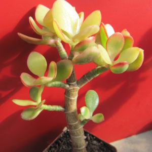 Crassula ovata    forma