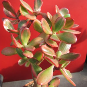 Crassula  Hummels Sunset  variegata