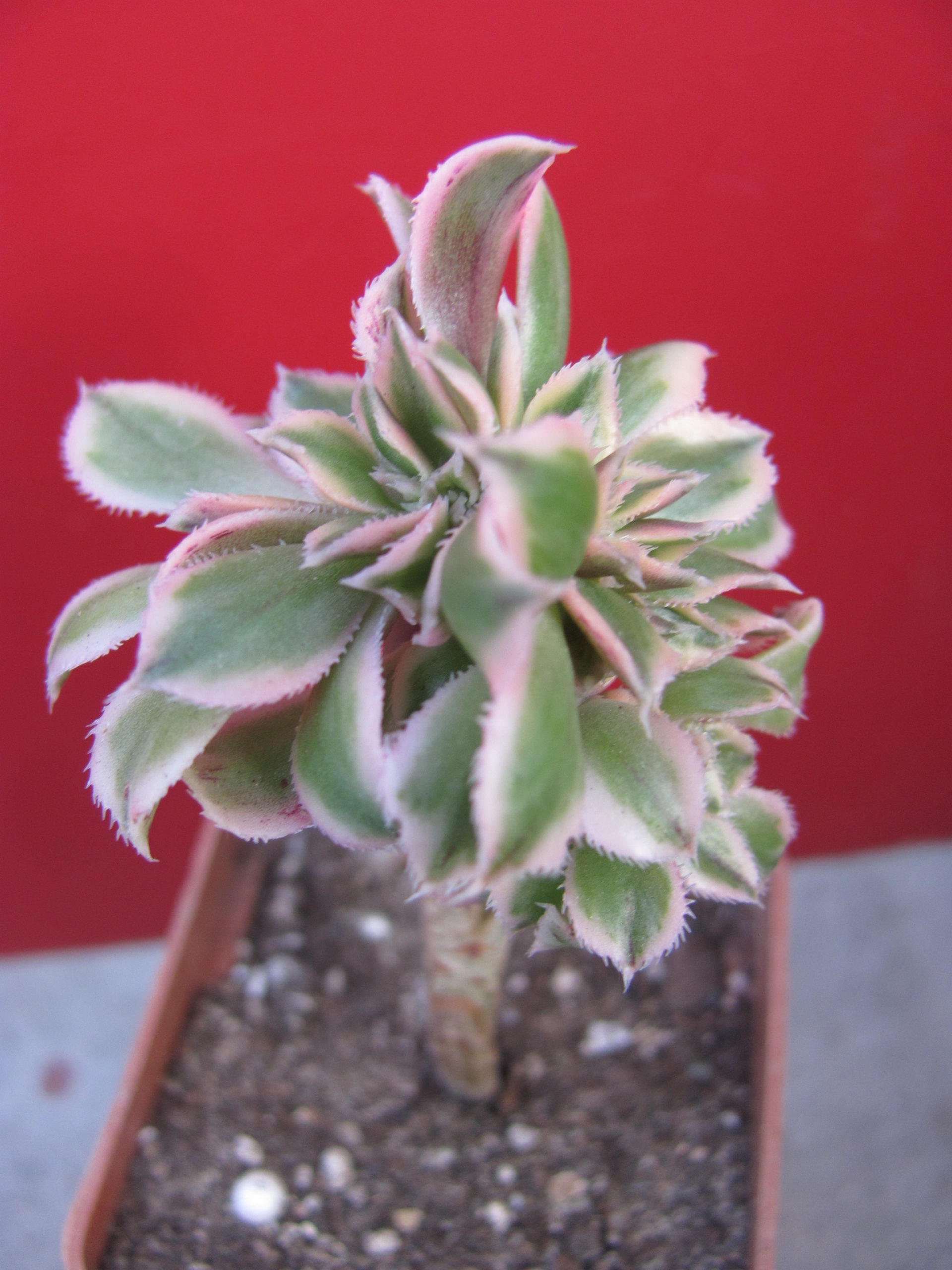 Aeonium Sunburst variegata