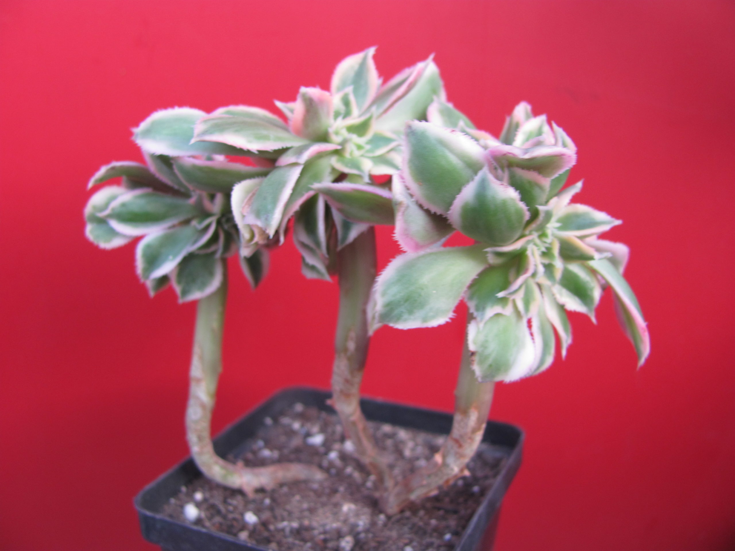 Aeonium Sunburst variegata