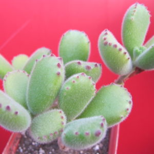 Cotyledon tomentosa